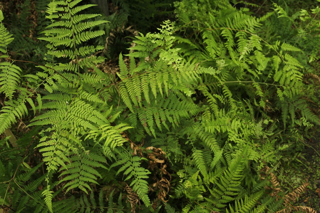 Verdigris Fern Nursery