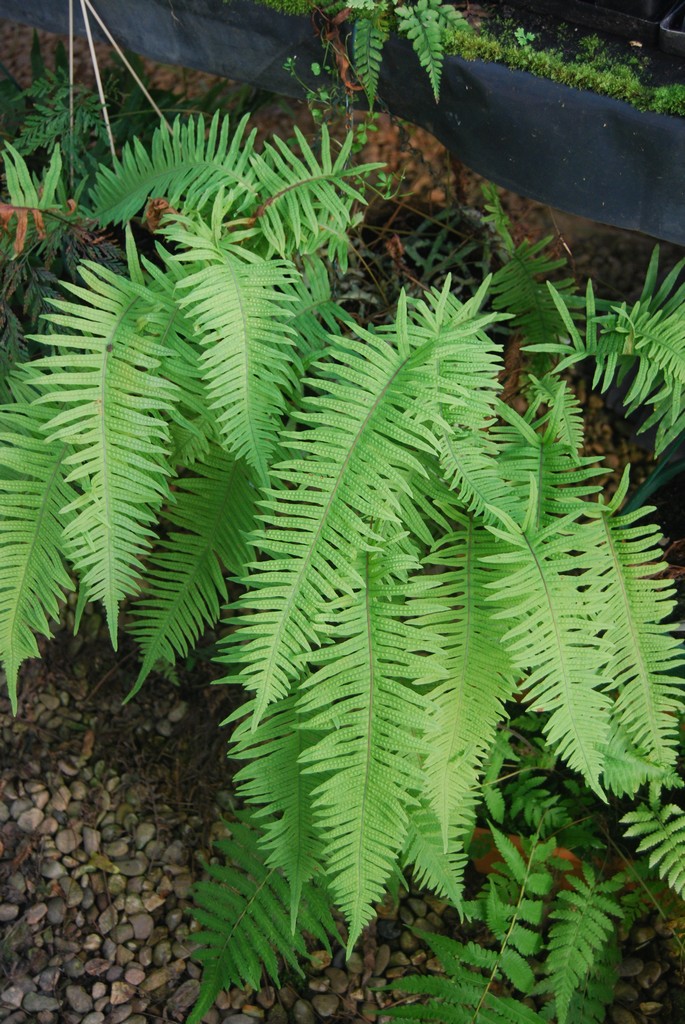 Verdigris Fern Nursery