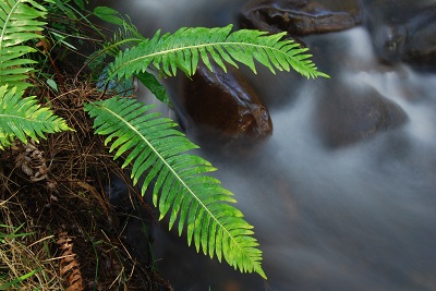 Fern from Above