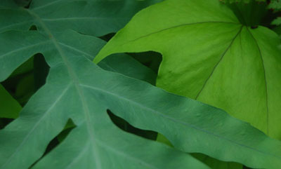 Fern from Above